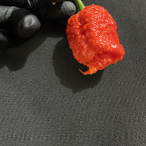 Apocalypse Scorpion Pepper Seeds