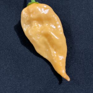 Devil's Tongue Orange Peach Pepper Seeds