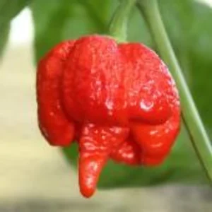 Trinidad Scorpion Moruga Pepper Seeds