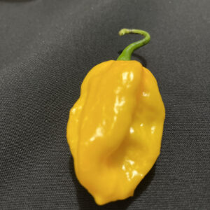 Yellow Fatalii Pepper Seeds