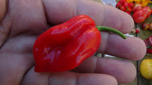 Caribbean Red Habanero Pepper Seeds
