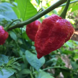 Dragon's Breath Pepper Seeds